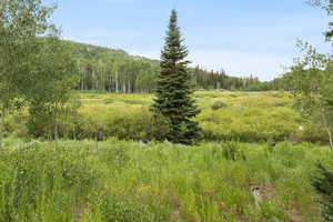 View From Back of Lot