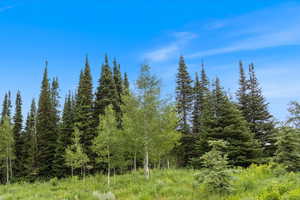 Nice Mix of Pine and Aspen on Lot For Privacy and Shade