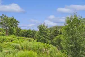 View of tree filled area