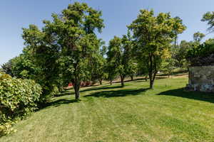 View of grassy yard