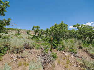 View of undeveloped land