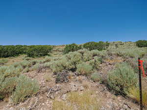 View of local wilderness