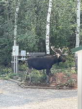 Bull moose checking the electric meter