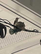 Hummingbird nest
