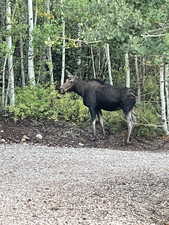 Moose walking the property