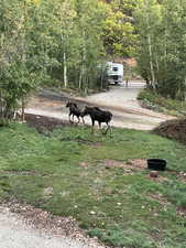 The moose family is headed home