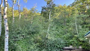 View of tree filled area