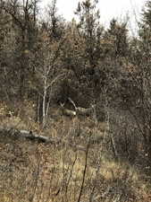 Mule deer