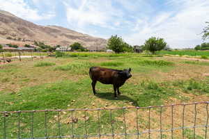 Horses, Cows, Chickens, Goats