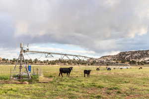 Working cattle ranch