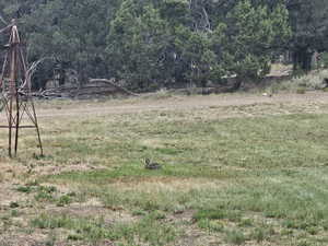 View of yard featuring a forest view