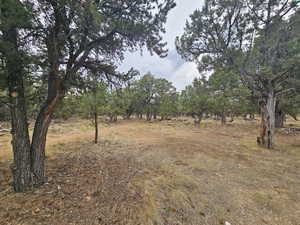 View of undeveloped land