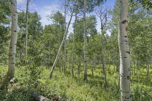 View of wooded area