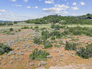View of local wilderness