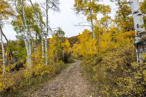 View of dirt / gravel road with a view of trees