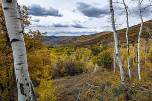 Mountain view with a forest