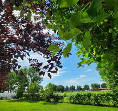 View of green lawn