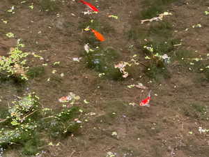 Natural spring/koi pond