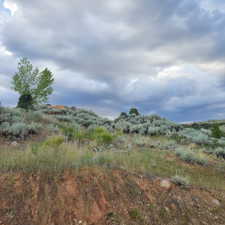 View of local wilderness