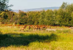 View of local wilderness featuring rural landscape