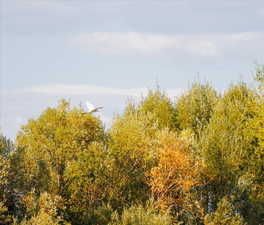 View of local wilderness