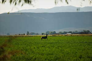 View of mountain background featuring rural landscape