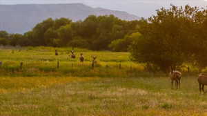 Mountain view with rural landscape