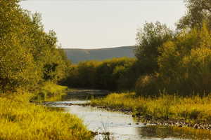 Water view featuring a forest