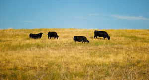 View of nature featuring rural landscape and a pastoral area