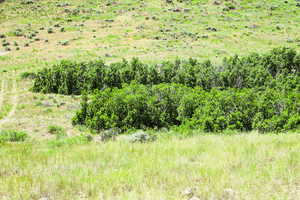 View of local wilderness