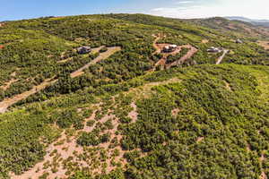 Bird's eye view of a forest