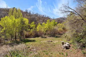 View of tree filled area