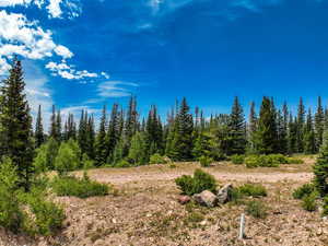 View of local wilderness