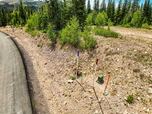 View of local wilderness