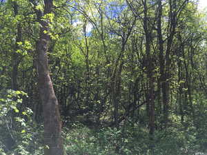 View of tree filled area