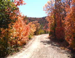 Road in the Oak Haven Community in Fall