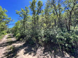View of wooded area in the Community