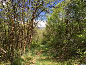 View of wooded area