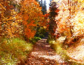 Fall in Oak Haven...side road.