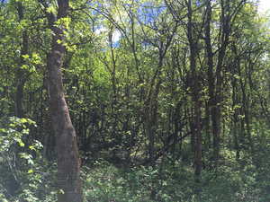 View of woods