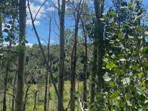 View of tree filled area
