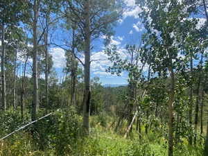 View of tree filled area