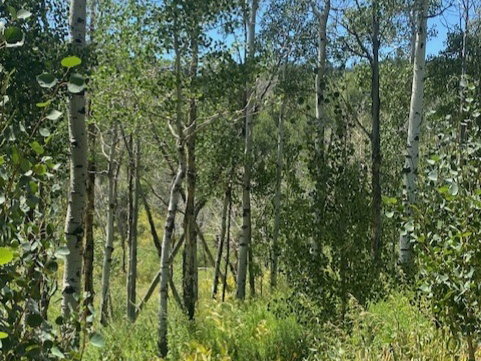 View of woods