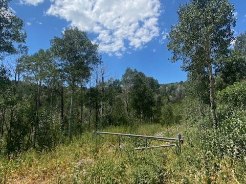 View of woods