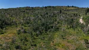View of tree filled area