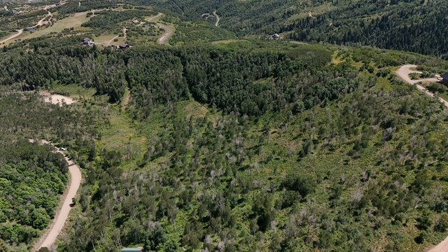 View of property location with a forest