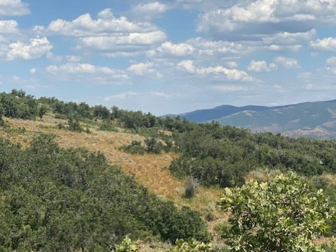 View of mountain backdrop with a forest