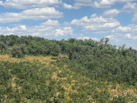 View of tree filled area