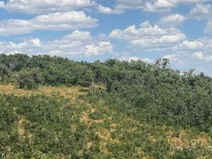 View of tree filled area