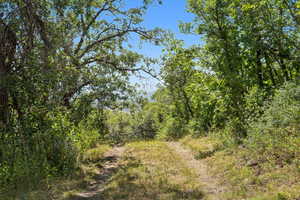 View of wooded area